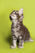 Adorable gray tabby Maine Coon kitten curiously looking up