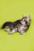 Gray and white striped Maine Coon kitten lounging on its side, adorable Coon Kitten