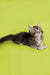 Gray tabby Maine Coon kitten lying on side with alert ears, super adorable and playful