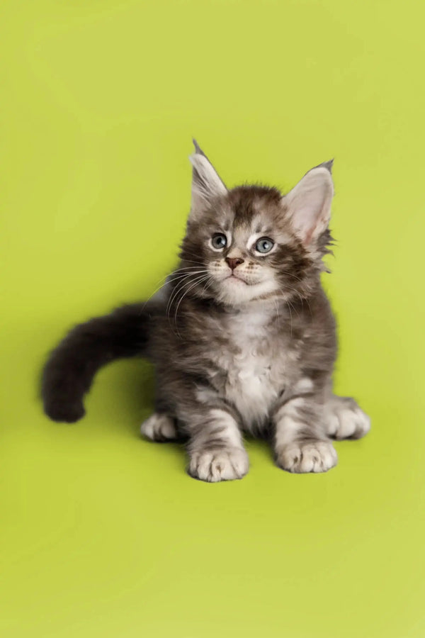 Fluffy gray and white Maine Coon kitten with an alert expression, perfect for Sabrina