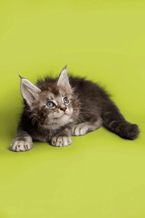 Gray and white fluffy Maine Coon kitten with alert eyes and perked ears