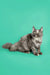 Long-haired gray Maine Coon kitten with an alert expression, perfect for cat lovers