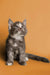 Gray and white fluffy Maine Coon kitten sitting upright, showing off its cute blue tortoiseshell fur