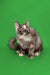 Gray and white fluffy Maine Coon kitten sitting attentively, perfect for any pet lover