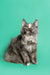 Fluffy gray Maine Coon kitten with alert eyes and perked ears, perfect blue tortoiseshell cutie