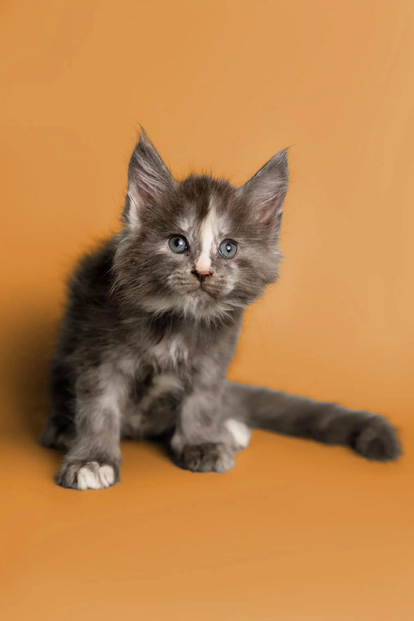 Gray and white fluffy Maine Coon kitten sitting attentively, perfect for cuddles