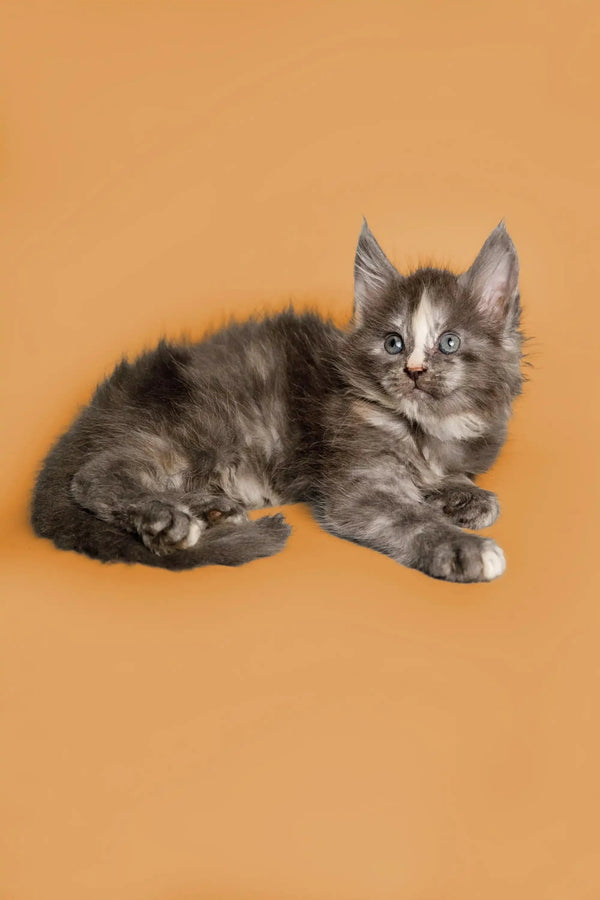 Gray and white long-haired Maine Coon kitten Sadie looking adorable while lying down
