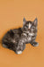 Fluffy gray and white Maine Coon kitten on orange background for Sadie product