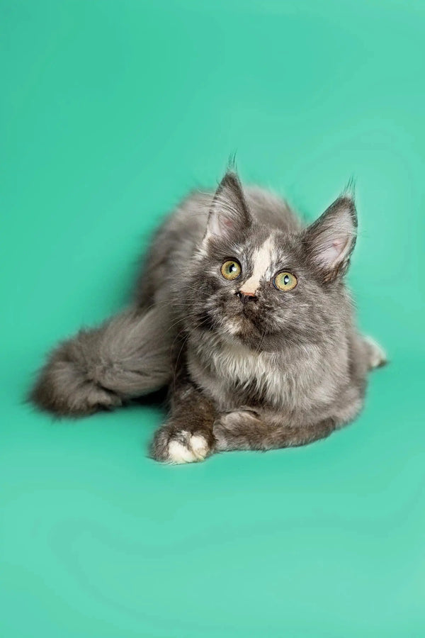 Gray long-haired Maine Coon kitten Sadie with bright eyes lying on her stomach