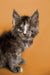 Adorable Gray and White Maine Coon Kitten with Bright Eyes and Alert Ears