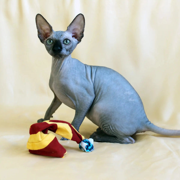 Hairless Sphynx Cats for Sale Safi | Kitten