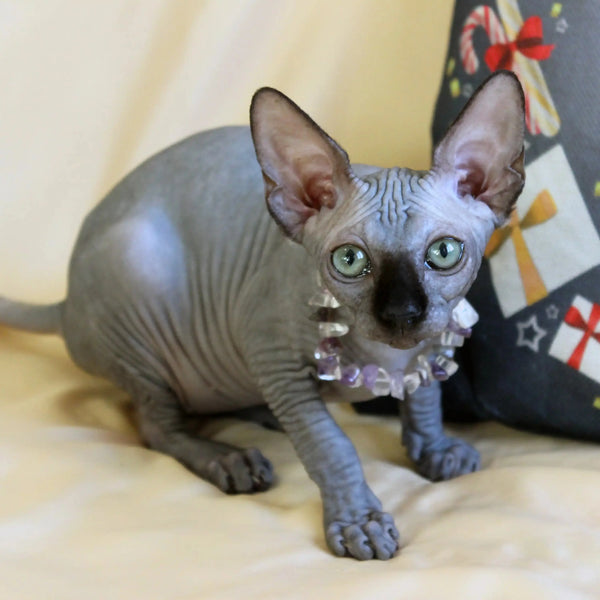 Hairless Sphynx Cats for Sale Safi | Kitten