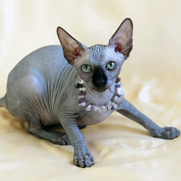 Hairless Sphynx Cats for Sale Safi | Kitten