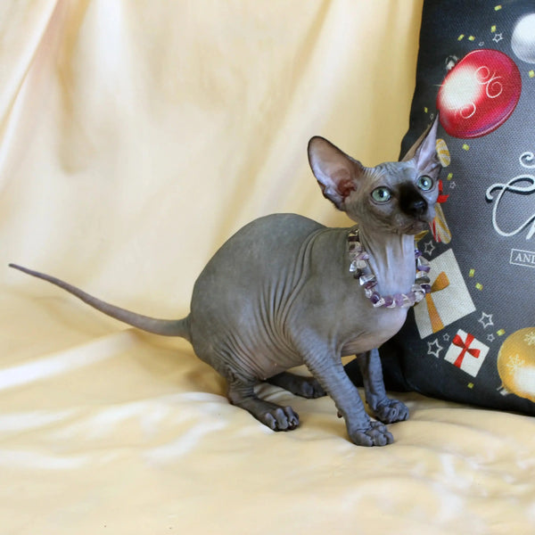 Hairless Sphynx cat named Safi wearing a chic collar, perfect for any pet lover