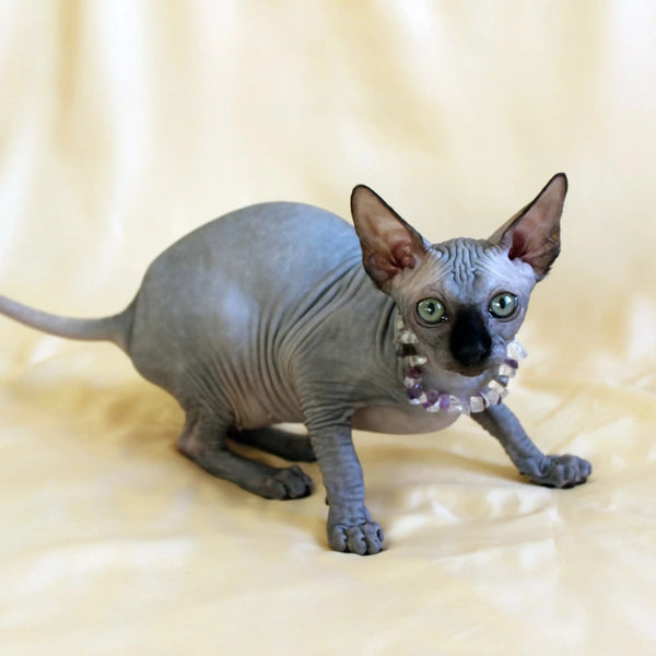 Hairless Sphynx kitten Safi flaunting a pearl necklace, the ultimate style icon