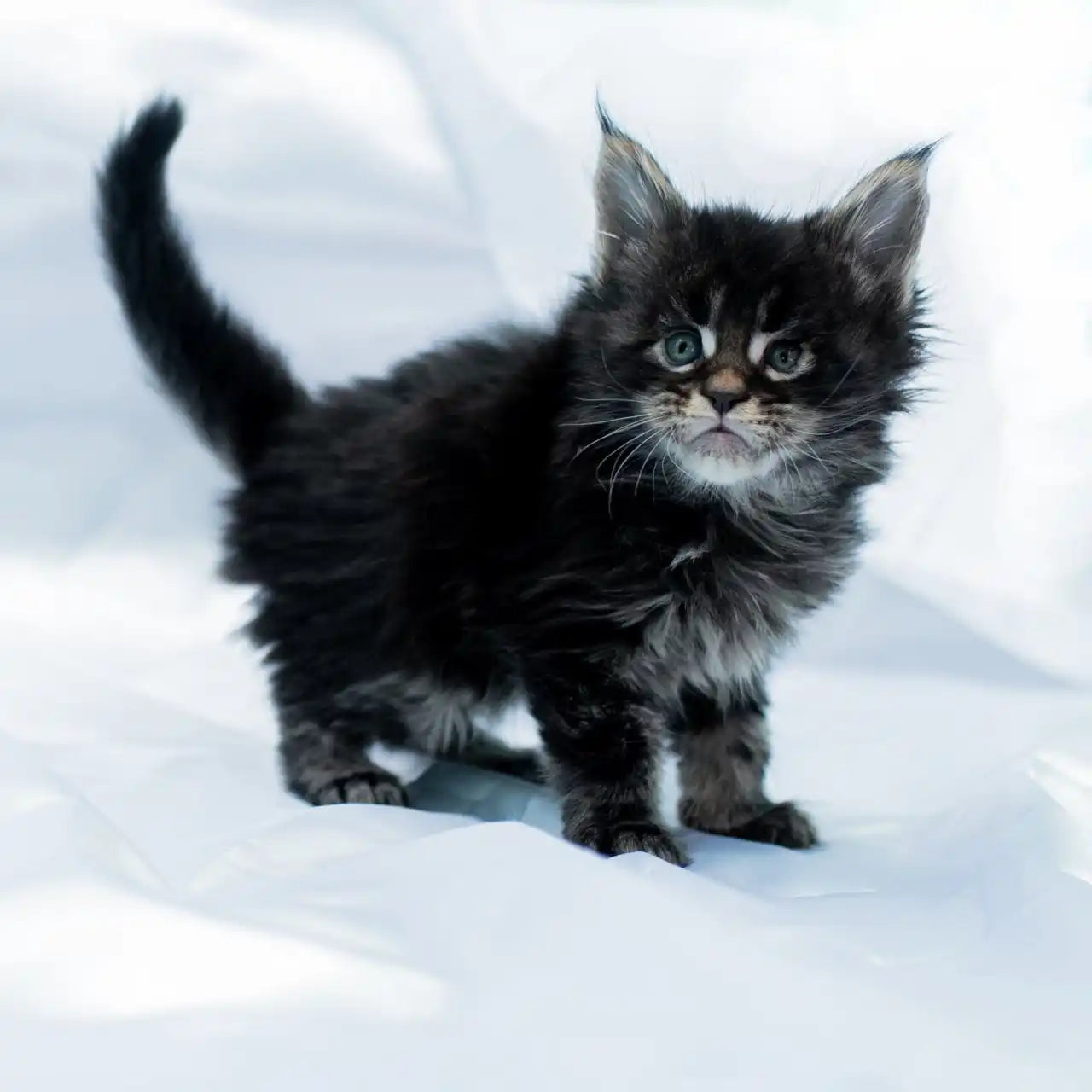 Maine Coon Kittens for Sale Saim | Kitten