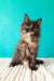 Sakura | maine coon kitten