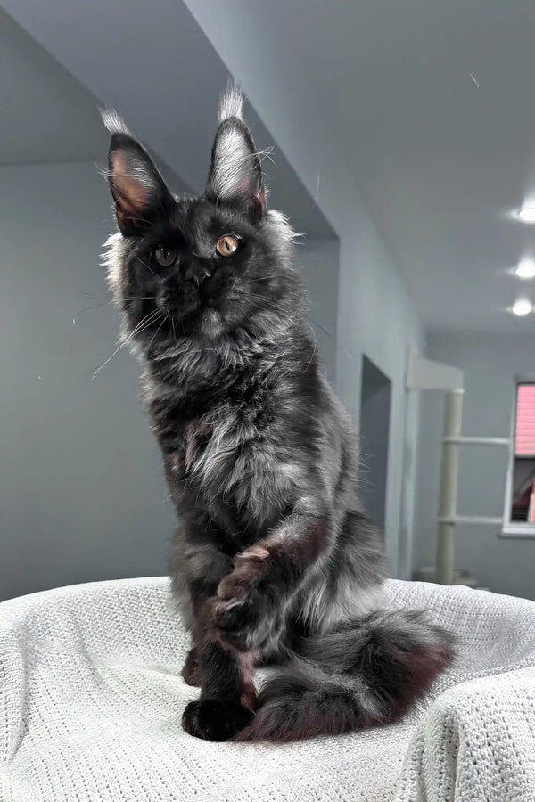 Sakura | maine coon kitten