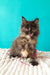 Sakura | maine coon kitten