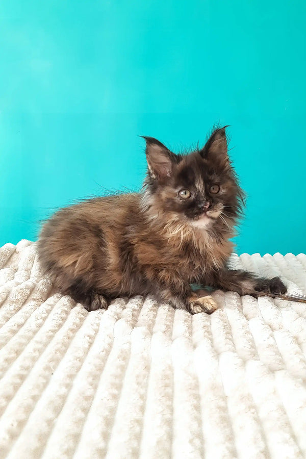 Sakura | maine coon kitten