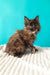 Sakura | maine coon kitten
