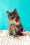 Sakura | Maine Coon Kitten