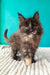 Sakura | maine coon kitten