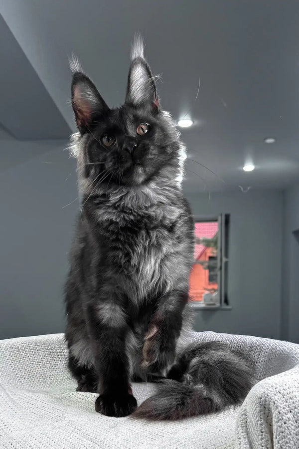 Sakura | maine coon kitten