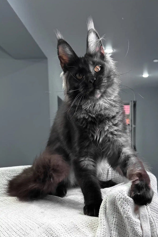 Sakura | maine coon kitten