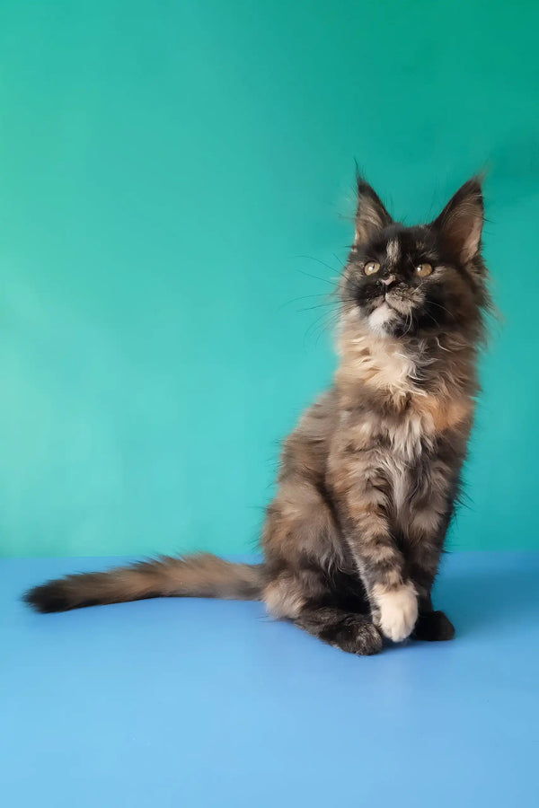 Sakura | maine coon kitten