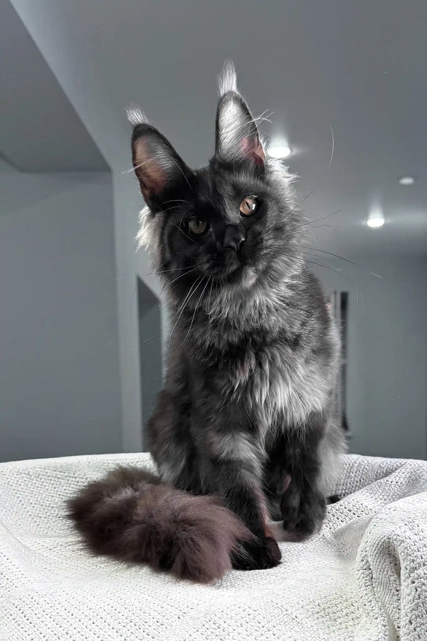 Sakura | maine coon kitten