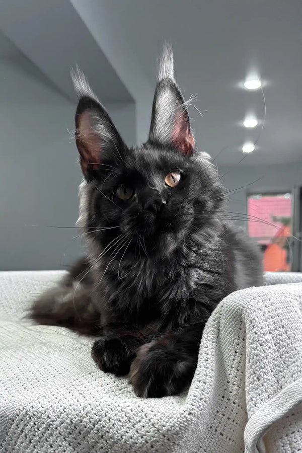Sakura | maine coon kitten