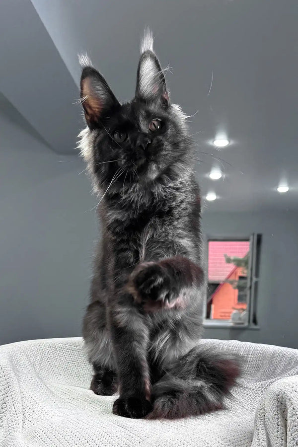 Sakura | maine coon kitten