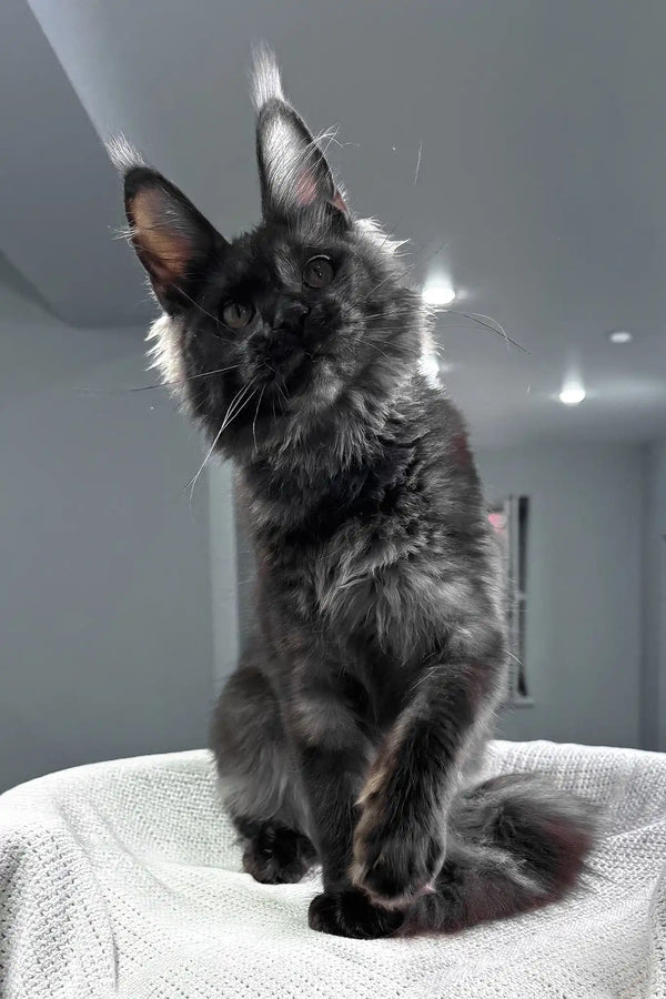 Sakura | maine coon kitten