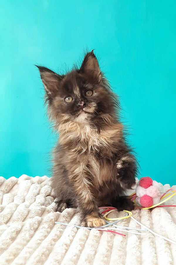 Sakura | maine coon kitten