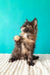 Sakura | maine coon kitten