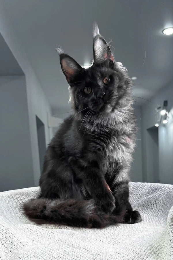 Sakura | maine coon kitten