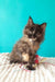 Sakura | maine coon kitten