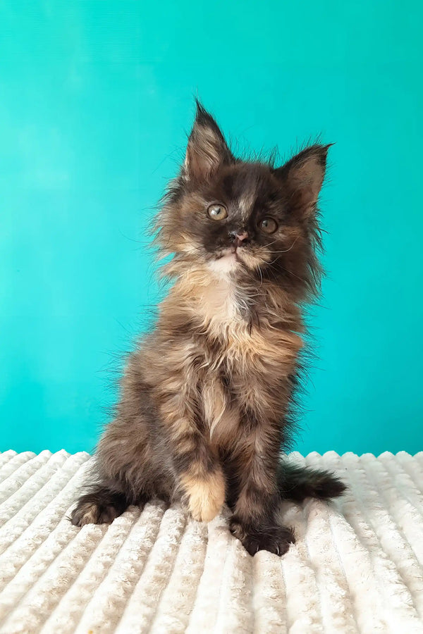 Sakura | maine coon kitten