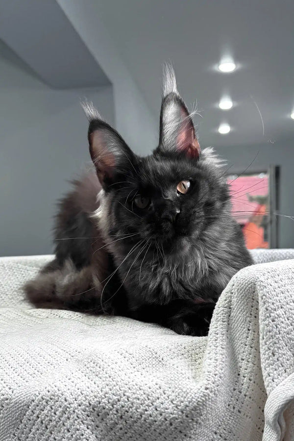 Sakura | maine coon kitten