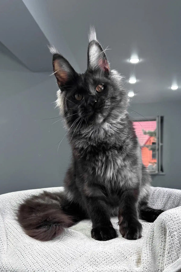 Sakura | maine coon kitten