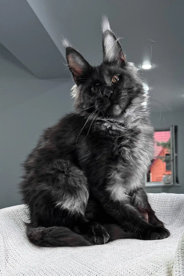 Sakura | maine coon kitten