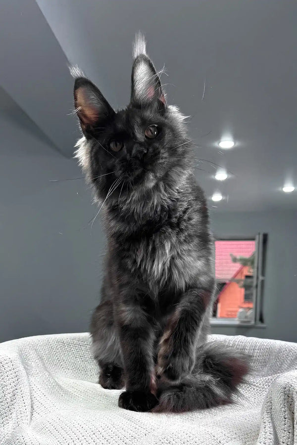 Sakura | maine coon kitten