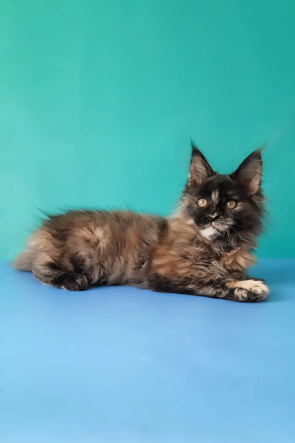 Sakura | maine coon kitten