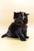 Fluffy Maine Coon kitten with a curious look, perfect for any cat lover’s home