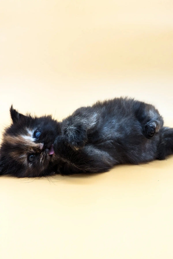 Black cat curled up on its side, showcasing the adorable Maine Coon kitten vibe