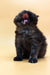 Black smoke Maine Coon kitten Sakura yawning cutely with wide open mouth