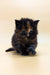 Fluffy tortoiseshell Maine Coon kitten Sakura sitting with paws forward