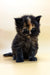 Adorable tortoiseshell Maine Coon kitten with fluffy fur and bright eyes