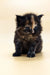 Fluffy Maine Coon kitten sitting alert, showcasing its adorable tortoiseshell fur